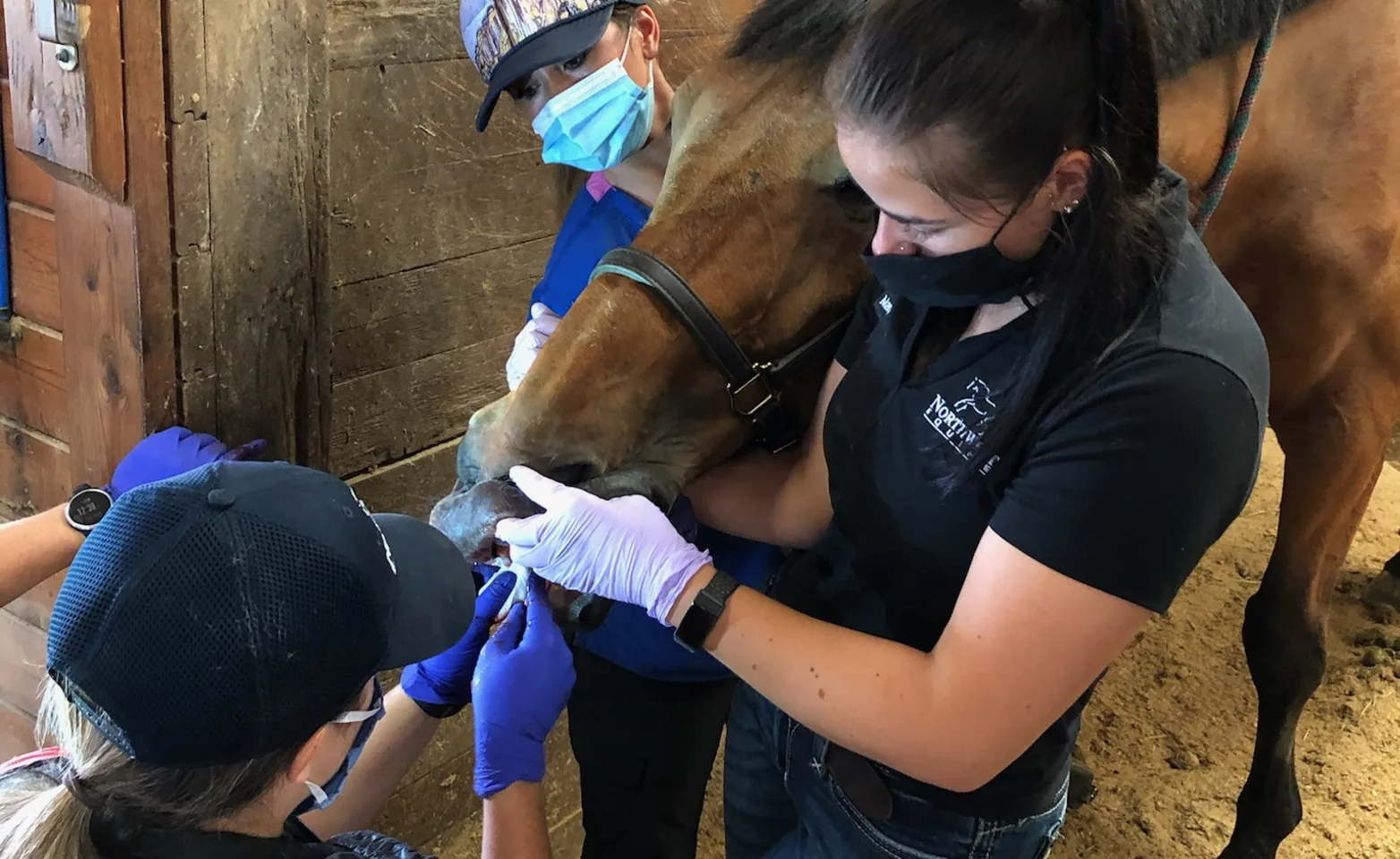 Horse having its dental health examined by veterinarians